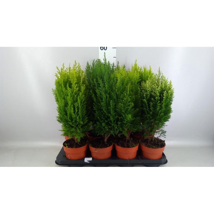 <h4>Conifers   ...mix</h4>