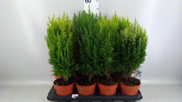 Conifers   ...mix