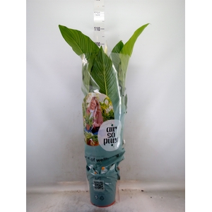 Spathiphyllum  'Sweet Lauretta'