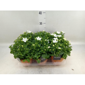 Campanula isoph. 'Atlanta White'