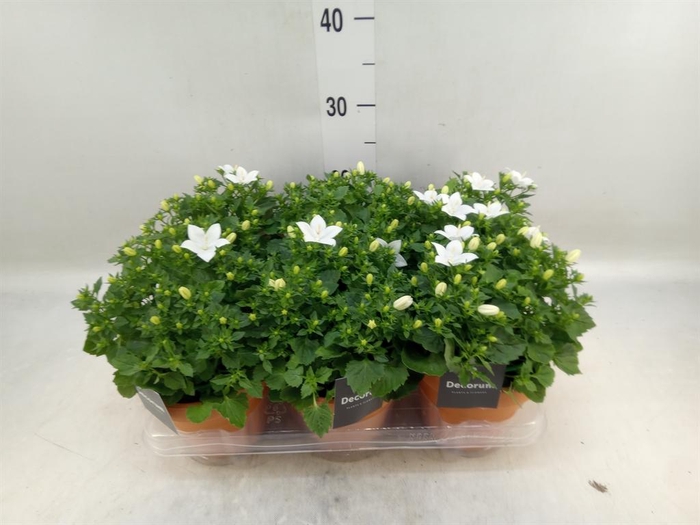 <h4>Campanula isoph. 'Atlanta White'</h4>