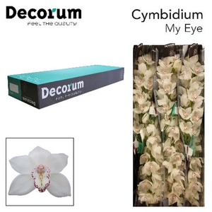 Cymbidium My Eye 80 cm Super