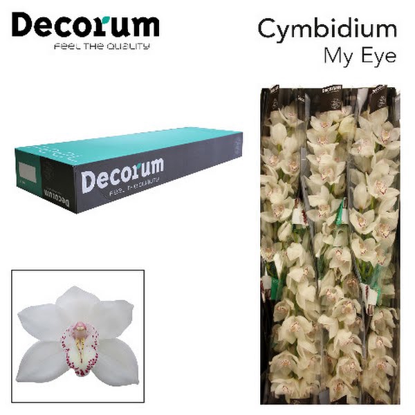 <h4>Cymbidium My Eye 80 cm Super</h4>