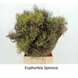 Euph Spinoza 250 Gram
