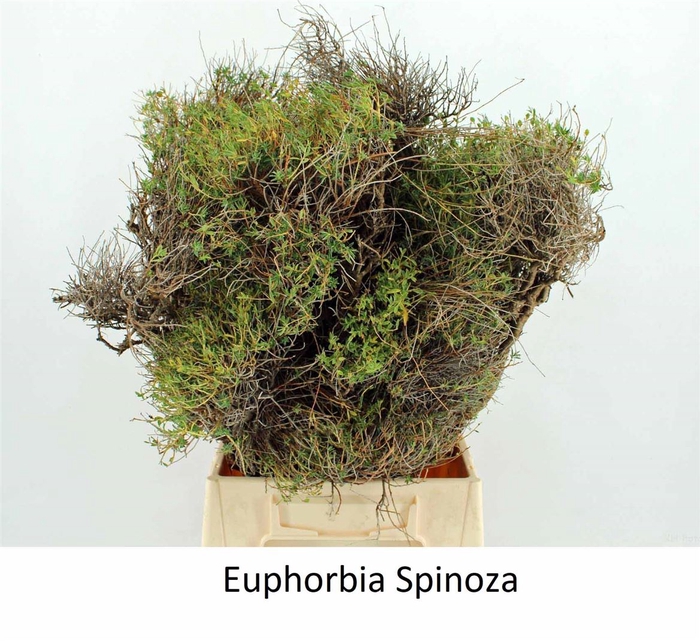 <h4>Euphorbia Spinoza 250gram</h4>
