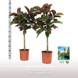 Ficus El Robusta Stam