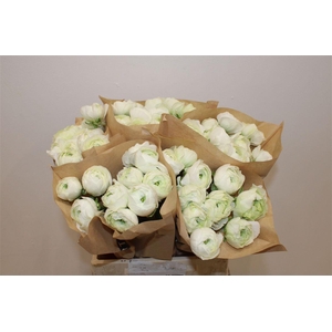 Ran Cloni Ex White Succes