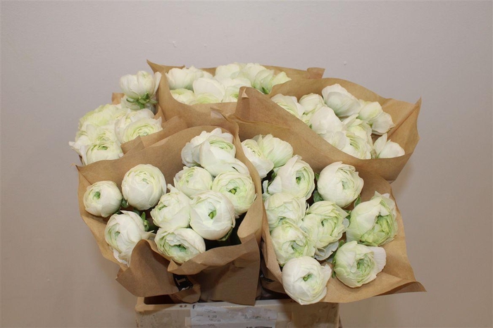 <h4>Ran Cloni Ex White Succes</h4>