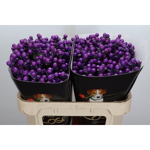 Hypericum Wx Paars