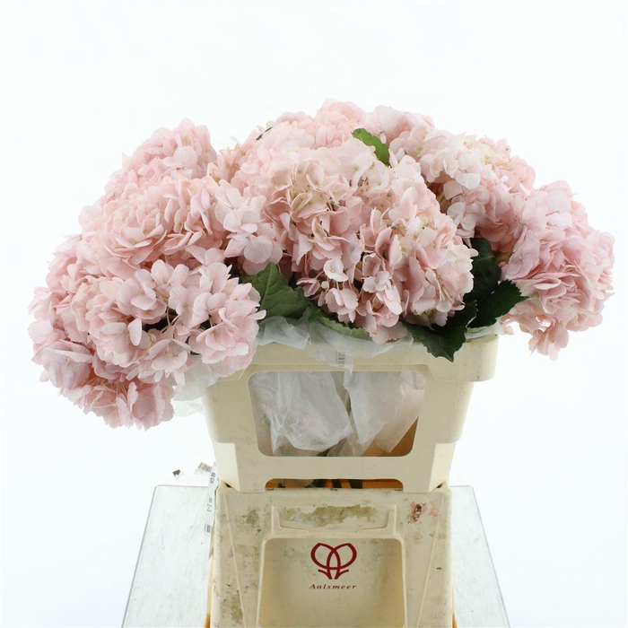 Hydr M Light Pink Premium 60-18