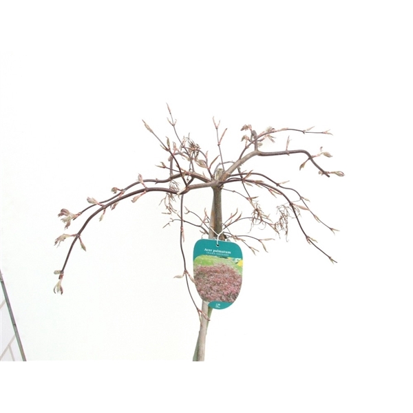 <h4>Acer palmatum 'Inaba-shidare' Stam P26 Full CC</h4>