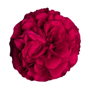 R Gr Mayra Hot Pink