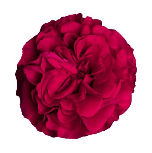 <h4>R Gr Mayra Hot Pink</h4>
