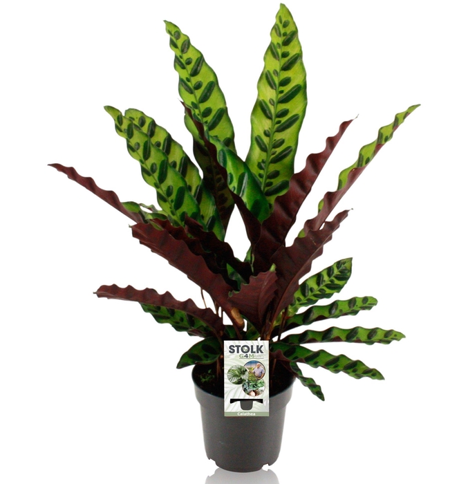 <h4>Calathea 14cm 'Lancifolia Insignis'</h4>