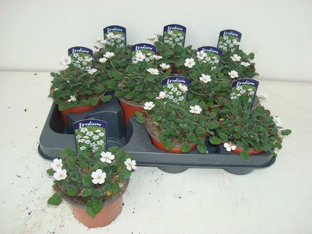 <h4>EROD REICHARDII</h4>