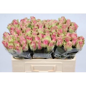 R GR BELLE ROSE