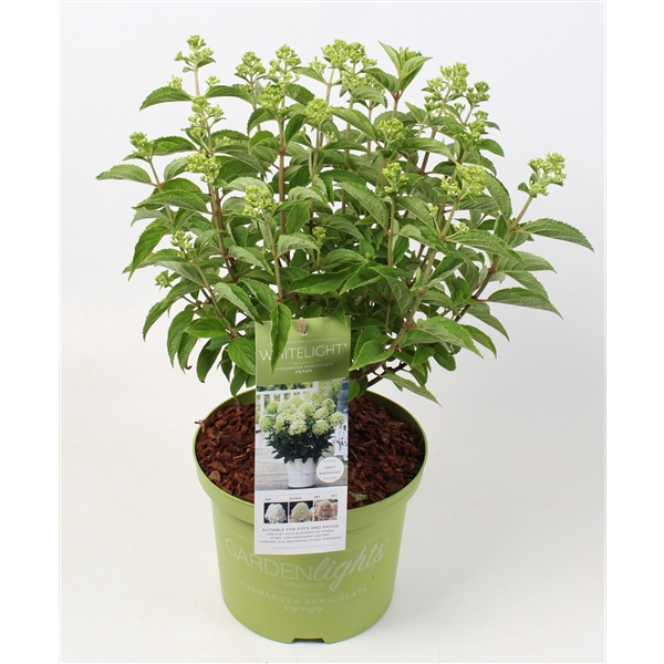 <h4>Hydrangea Paniculata (Gardenlight) 'Whitelight' IMPORT - 23 cm</h4>