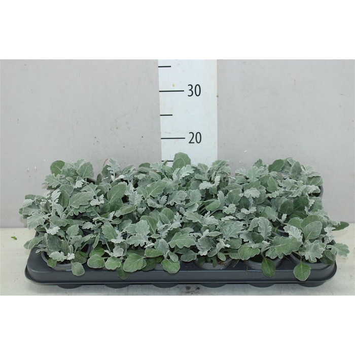 <h4>Senecio Cineraria</h4>