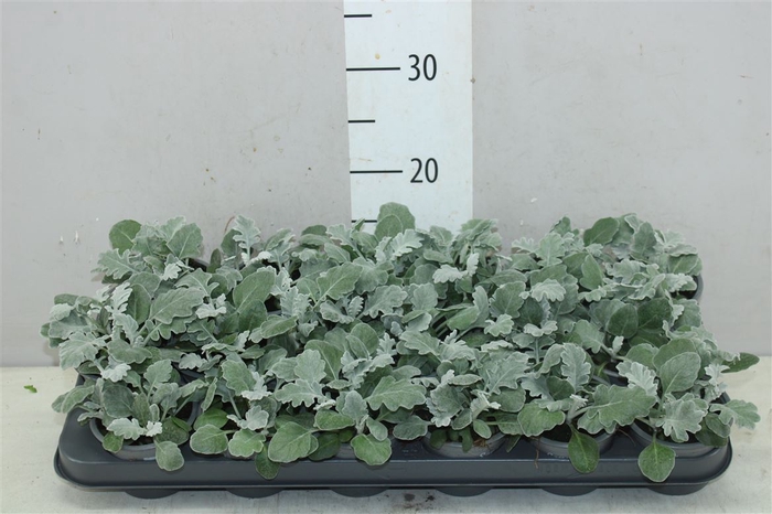 Senecio Cineraria