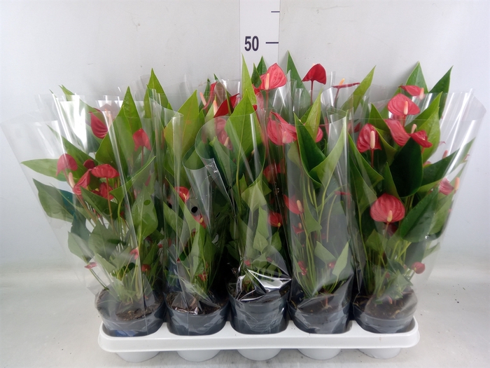 <h4>Anthurium andr. 'Mill Flowers Red'</h4>