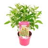 Buddleja Butterfly Candy Little Rub