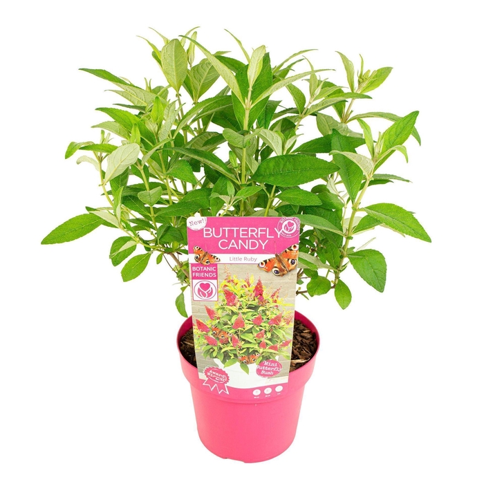 Buddleja Butterfly Candy Little Rub