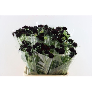 Scabiosa Atro Focal Scoop Blackberry
