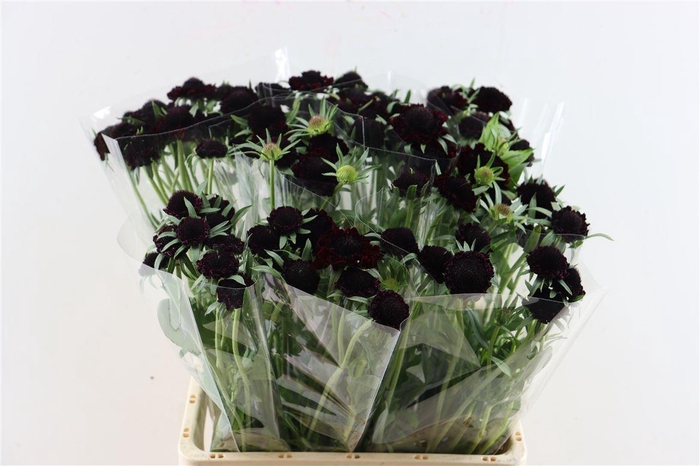 <h4>Scabiosa Atro Focal Scoop Blackberry</h4>