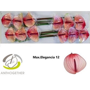 Anthurium maxima elegance