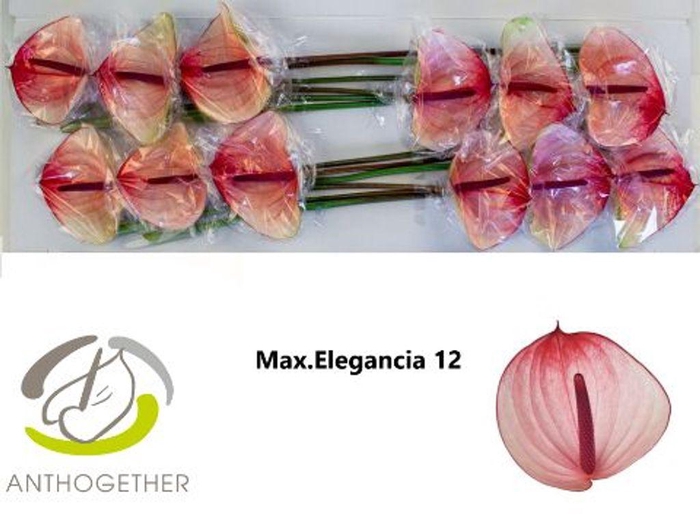 <h4>Anthurium maxima elegance</h4>