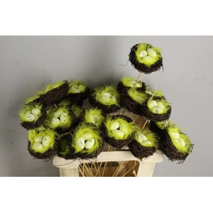 Stick Nest Salim + Eggs Quail