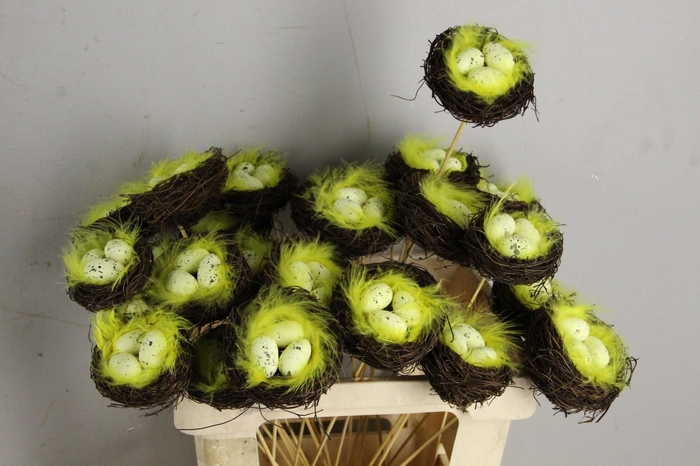 <h4>Stick Nest Salim + Eggs Quail</h4>