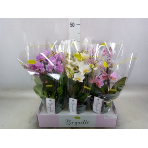 Phalaenopsis multi.   ...mix  3