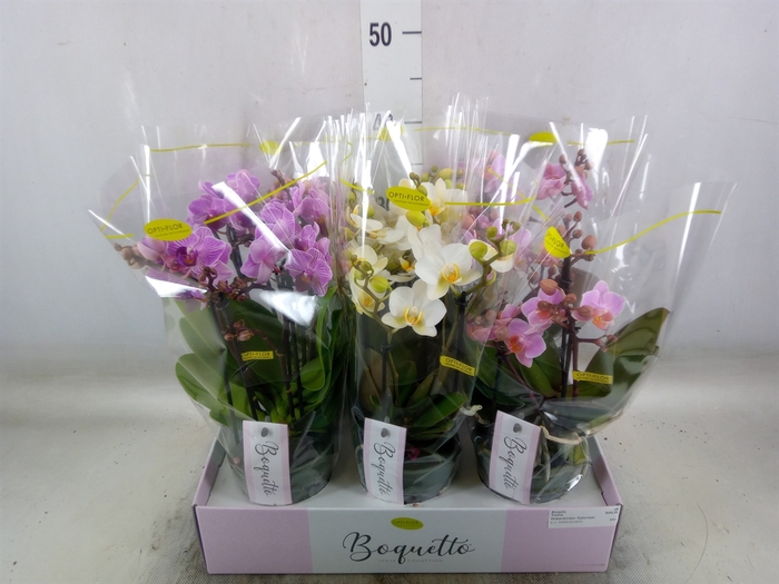 <h4>Phalaenopsis multi.   ...mix  3</h4>