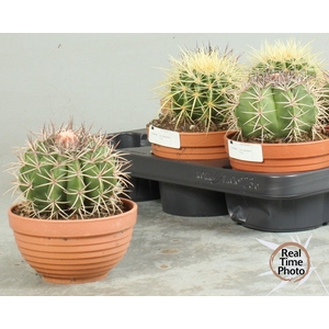 CACTUS OV