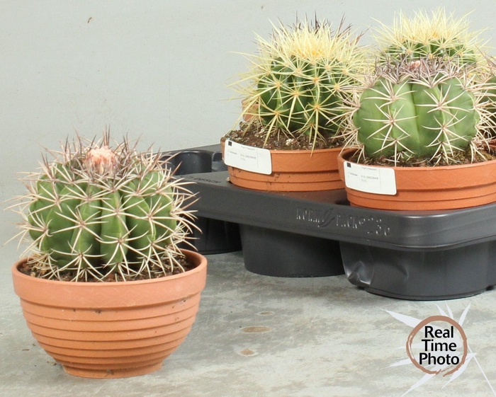 <h4>CACTUS OV</h4>