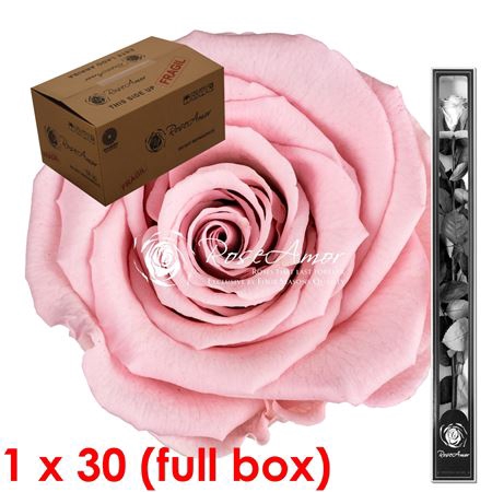 <h4>60cm Stem Pin04 Bulk</h4>