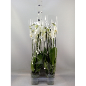 Phalaenopsis  'Ant Nottingham'