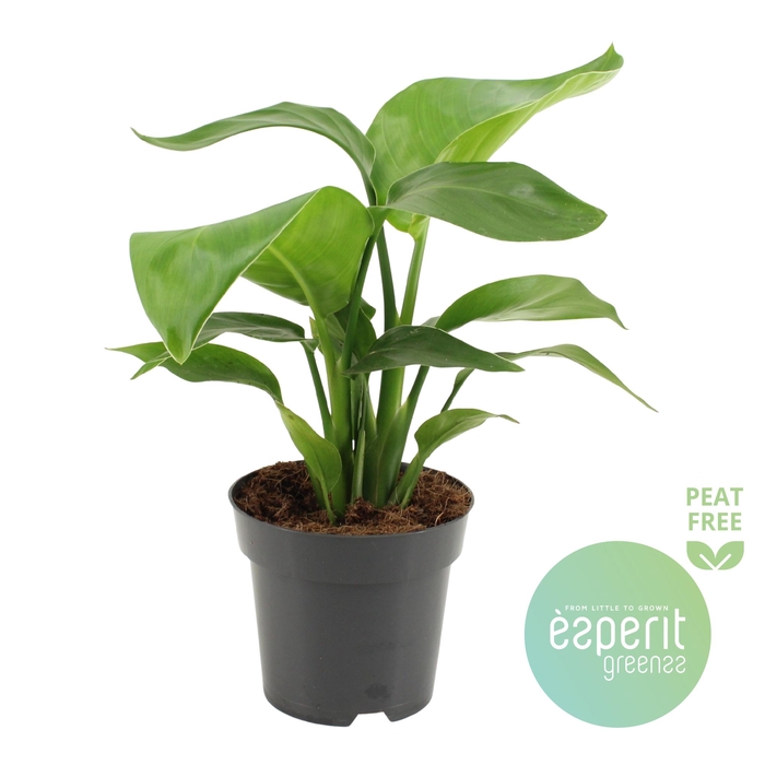 <h4>Strelitzia Nicolai</h4>