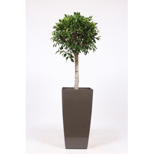 Ficus Nitida in Piza pot 