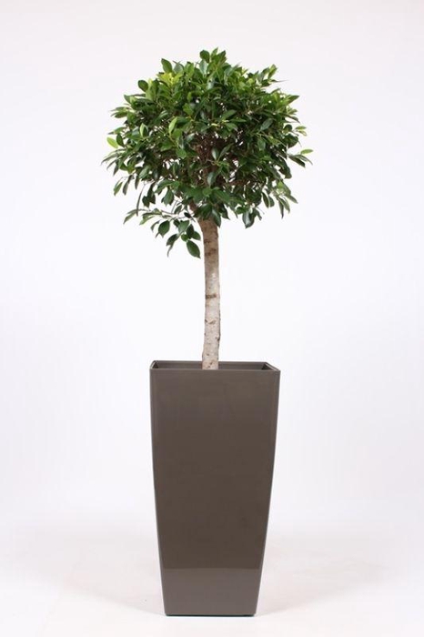 <h4>Ficus Nitida in Piza pot "taupe"</h4>