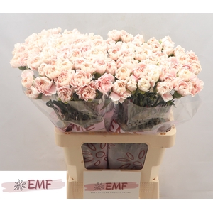 Di St Altair EMF
