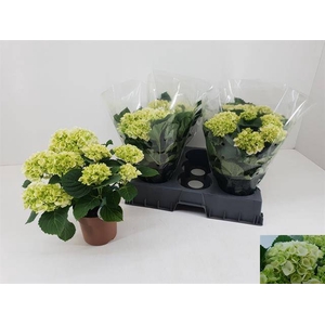 HYDR M CRYSTAL PALAC