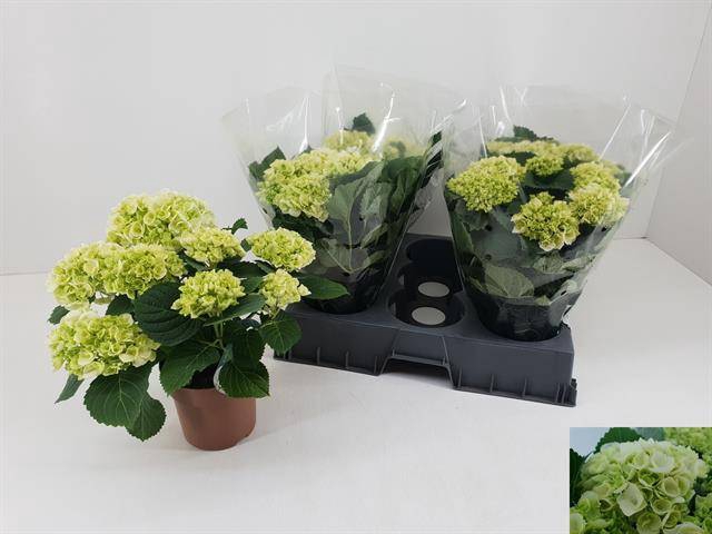 <h4>HYDR M CRYSTAL PALAC</h4>