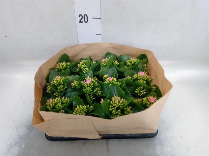 <h4>Kalanchoe blos.   ..</h4>