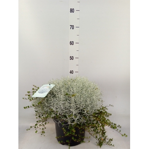 Leucophyta brownii 'Silvercalos'