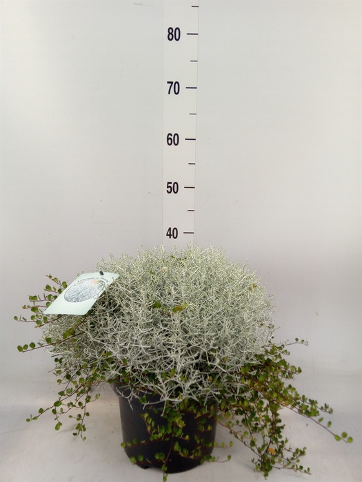 <h4>Leucophyta brownii 'Silvercalos'</h4>