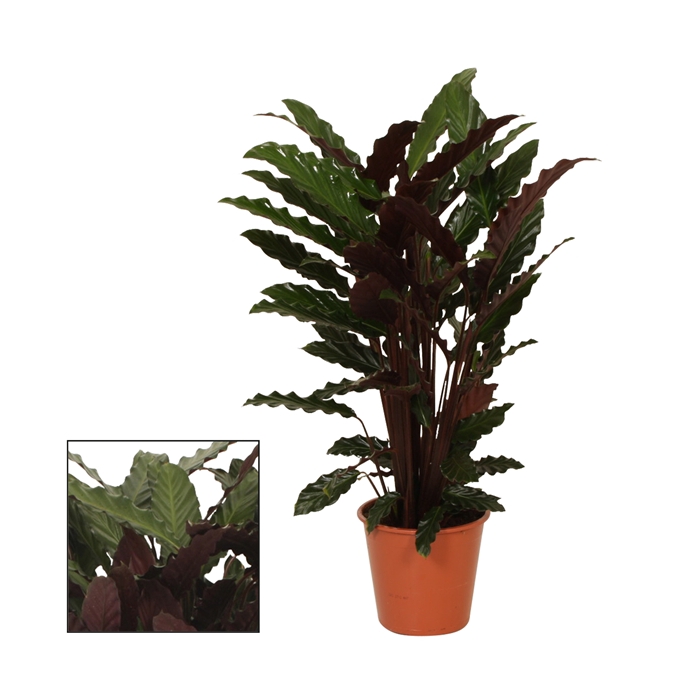 <h4>Calathea 19cm Wavestar (Rufibarba)</h4>