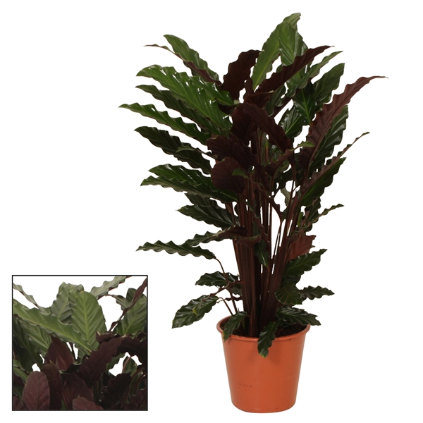 Calathea 19cm Wavestar (Rufibarba)