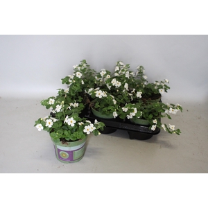Bacopa White